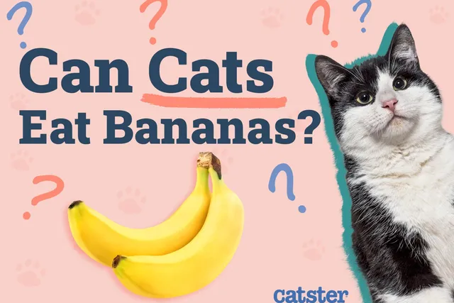 Can Cats Eat Bananas? Vet-Approved Facts & FAQ
