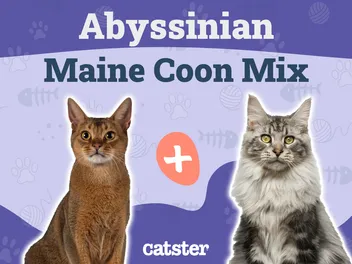 Abyssinian Maine Coon Mix: Info, Pictures, Care & More