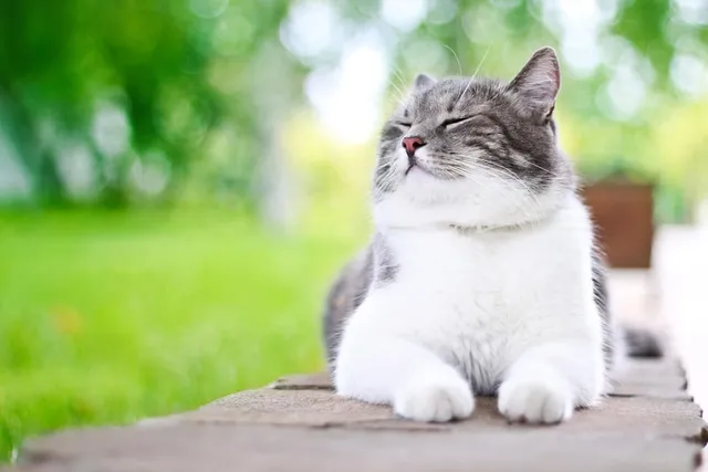 Can Cats Smile? 5 Vet-Approved Ways to Tell if Your Cat is Happy