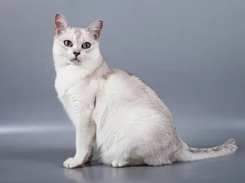 Burmilla Cat Breed Info: Traits, Personality & Pictures