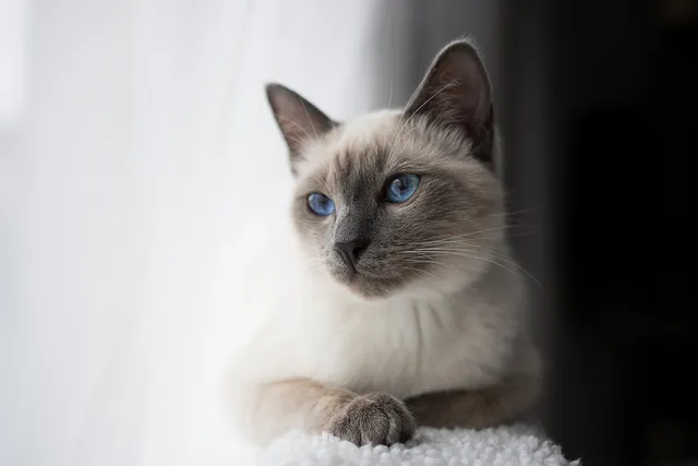 11 Cat Breeds That Look Like Siamese Cats (With Info & Pictures)