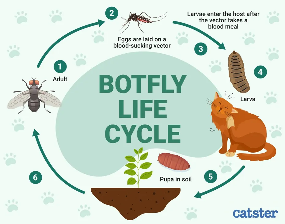 Botfly lifecycle in Cats