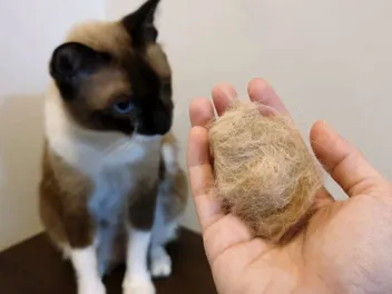 National Hairball Awareness Day 2026: When It Is & How It's Celebrated