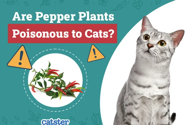 Are Pepper Plants Poisonous to Cats? Vet-Reviewed Houseplants Examined