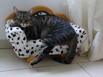 10 Best Designer Cat Furniture Brands of 2026 - Reviews & Guide