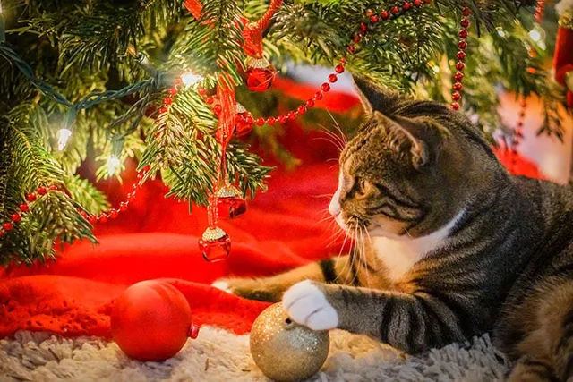 10 Vet-Approved Tips for Keeping Your Cat Safe Over the Holidays