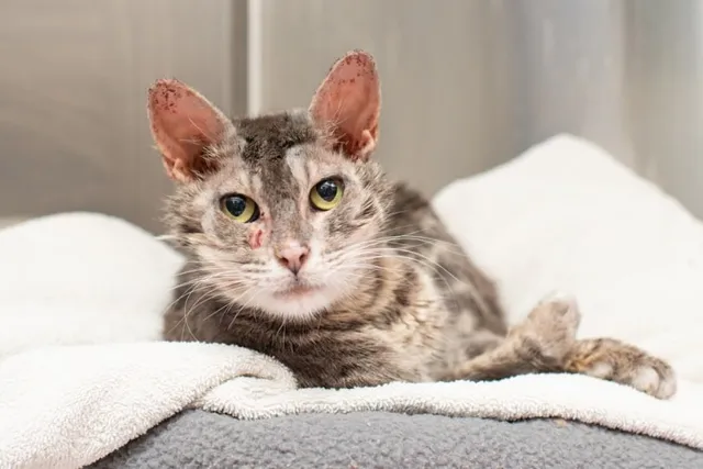 Cat Mange & Scabies: Our Vet Explains Causes, Symptoms & Treatments