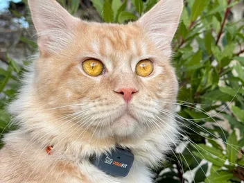 6 Ways a Cat Tracker Can Keep Your Cat Safer, Healthier, & Happier