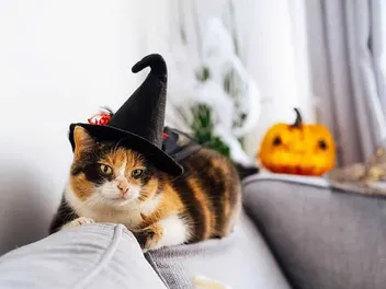 How Were Cats Viewed by the Celts: Historic Facts & Beliefs