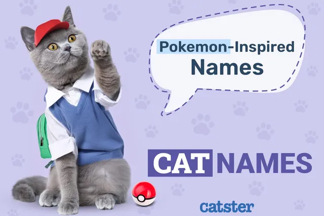 100+ Pokémon Inspired Cat Names: Ideas for Unique & Adorable Cats
