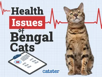 Bengal Cat Health Problems: 9 Common Issues