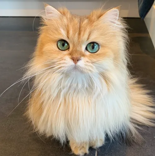 @smoothiethecat