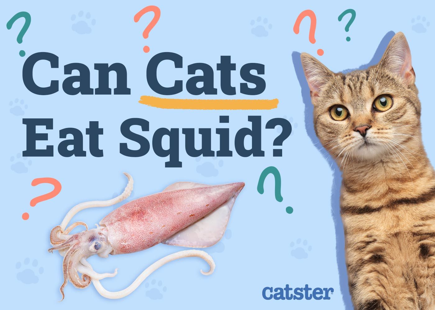 Can Cats Eat Squid