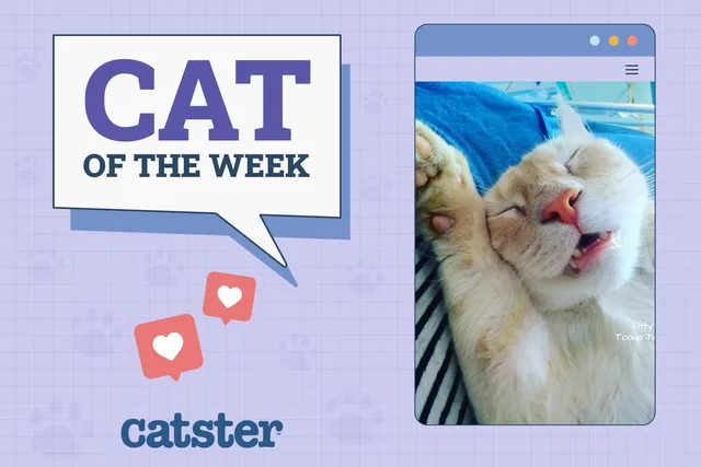 Catster Photo Contest: Cats of the Week Winners (May 22, 2025)