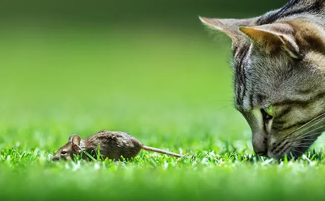 Can Cats and Rats Be Friends? Our Vet Answers & Explains