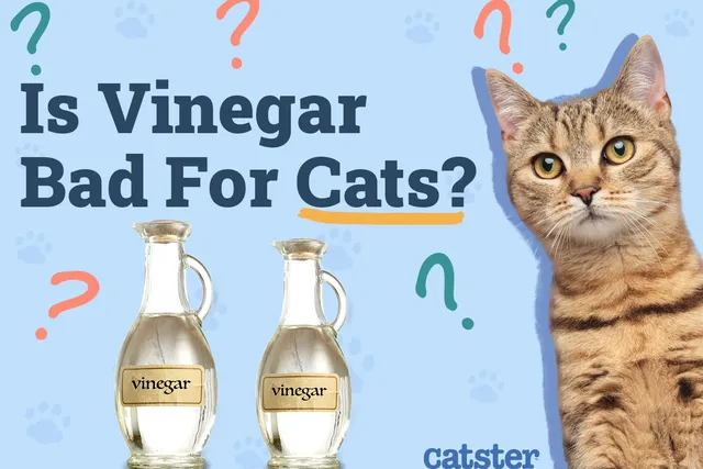 Is Vinegar Bad for Cats? Vet-Reviewed Safety Concerns