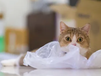 Why Do Cats Like to Sit on Plastic Bags? 5 Interesting Reasons & Vet-Reviewed Safety Tips