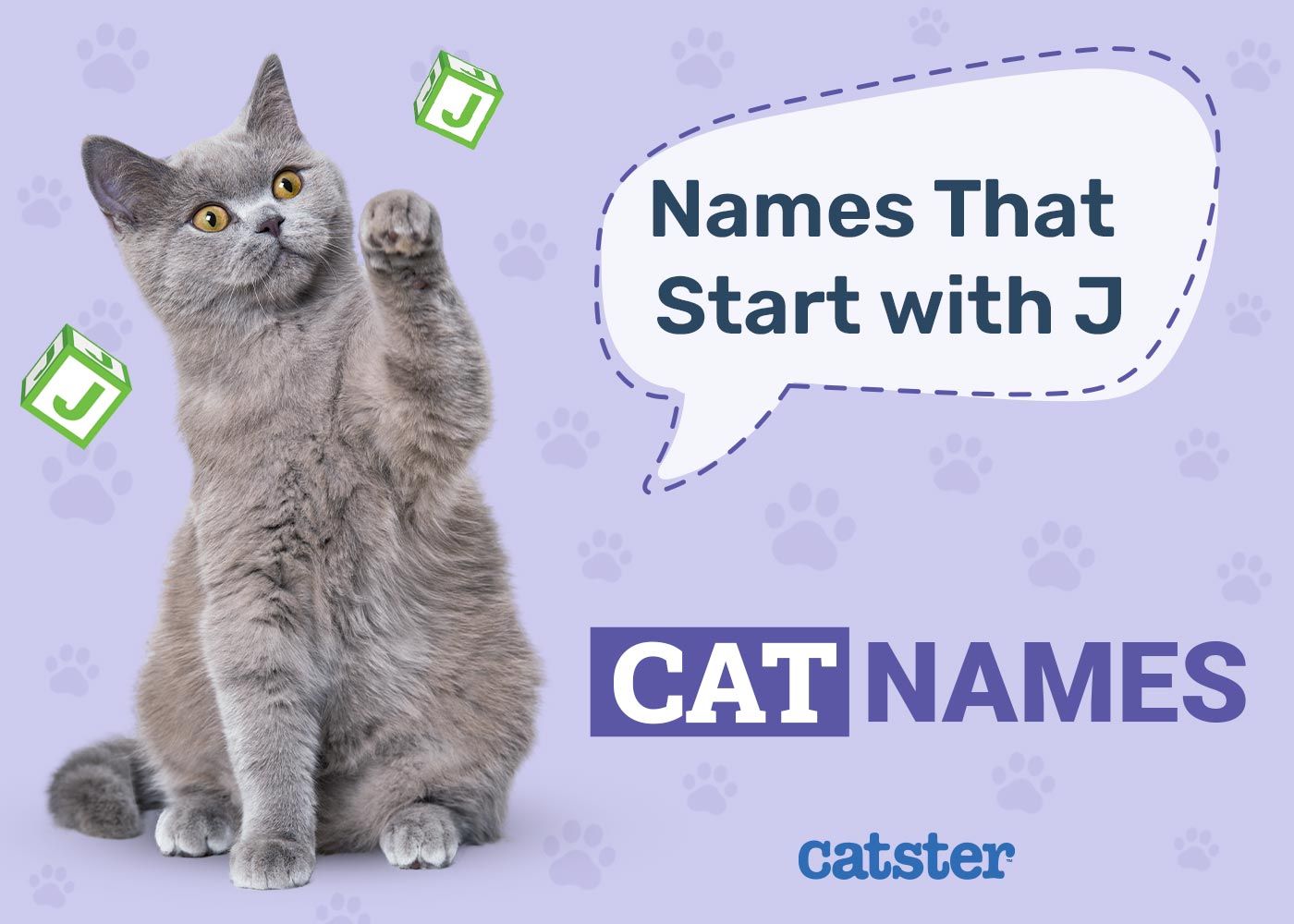 Most Popular Cat Names That Start with J