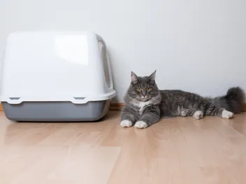 12 Natural Home Remedies for Cat Constipation (Vet Approved)