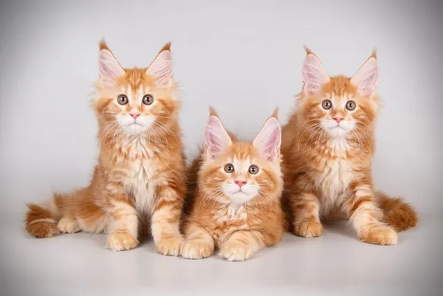 Maine Coon Kittens for Sale in Colorado: Breeders List 2026