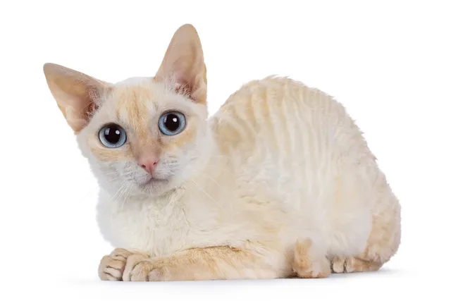 German Rex Cat Breed: Info, Pictures, Temperament & More