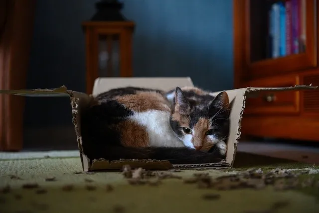 How to Tell if a Cat Is Cold – 5 Vet Approved Signs to Look For