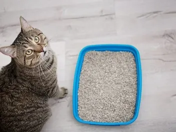 Bugs in Your Cat Litter Box? Vet-Approved Cleaning & Prevention Tips