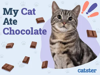 My Cat Ate Chocolate! Our Vet Explains Toxicity & What to Do