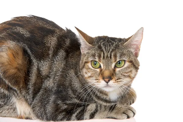 5 Egyptian Mau Mixed Breeds (With Info & Pictures)