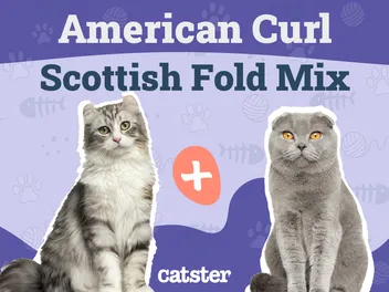 American Curl Scottish Fold Mix: Info, Pictures, Temperament & Traits