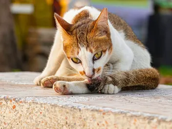 International Homeless Animals Day 2026: When & What It Is