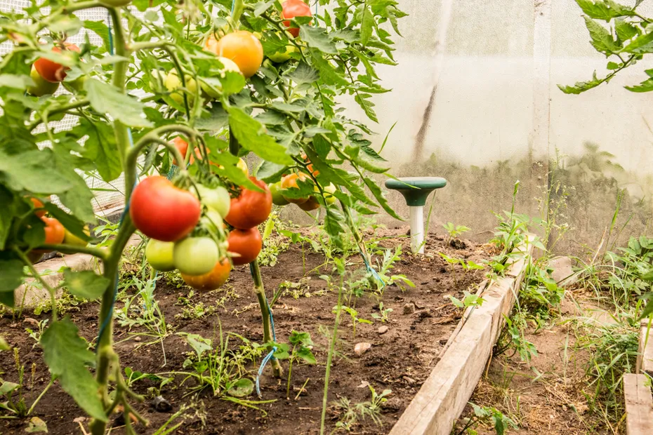 Solar powered pest repellent inside greenhouse