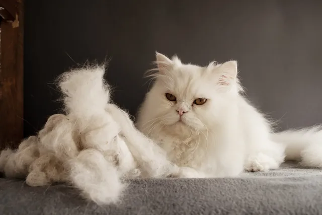 Do Persian Cats Shed? Vet-Verified Facts & Grooming Tips
