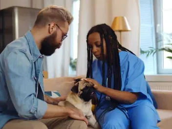 Do Vets Make House Calls? How to Find One That Does