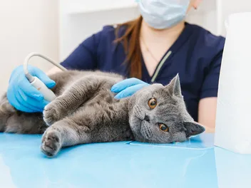 Cancer in Cats: Signs, Types, Causes & Care Guide (Vet Answer)