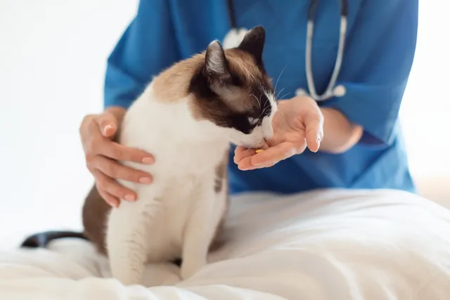 13 Vet-Verified Signs You Need to Take Your Cat to the Vet Right Away