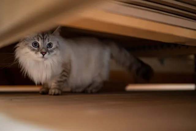 Can a Cat Sense Fear? Vet Reviewed Answer