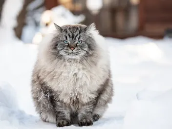 Do Cats’ Weights Fluctuate With the Seasons? Vet Approved Facts & Care Tips
