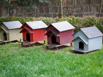 How to Build an Insulated DIY Outdoor Cat House: Step-By-Step Guide