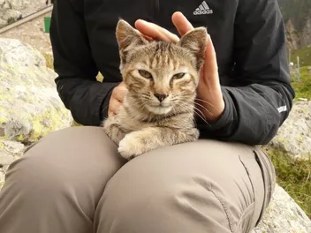 History of Domestic Cats: A Look Through the Ages