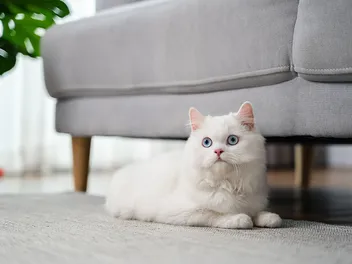 White Persian Cat: Info, Pictures, Facts & Origins