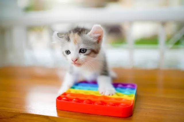 Why Do Cats Drop Toys in Water? 7 Possible Reasons