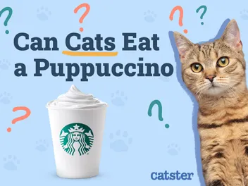 Can Cats Eat a Puppuccino (Pup Cups) From Starbucks? Vet-Verified Nutritional Info