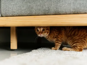 Can Cats Have PTSD? Our Vet Explains Trauma Facts & How to Help