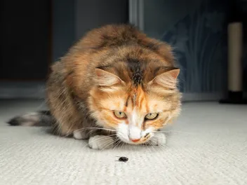 Can Cats Eat Flies? Vet-Reviewed Facts & Health Guidelines