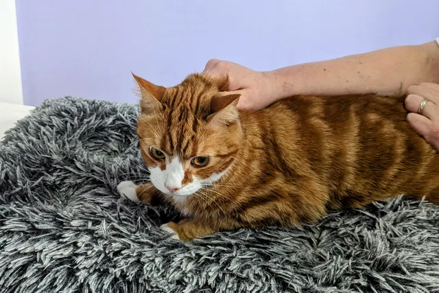 Why Does An Adult Cat Go Limp When You Grab Their Scruff? Vet-Verified Reasons & FAQ
