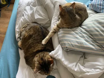 I’ll Scratch Your Back if You Scratch Mine: Itchy Cats