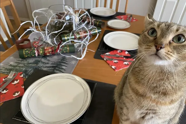Catster’s Guide to Winter Holiday Hazards (With Safety Tips)