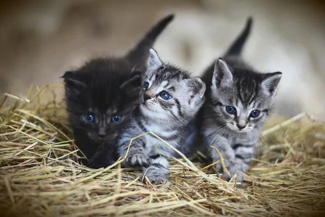 How to Tell the Sex of a Kitten: Vet-Reviewed Guide (With Infographic)