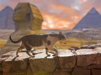 6 Egyptian Cat Breeds: Info, Pictures, Facts & History